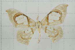 Image of Macrauzata fenestraria Moore 1867