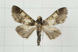 Image of Teliphasa nubilosa Moore