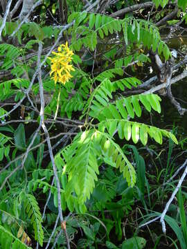 Image of Cassia leiandra Benth.