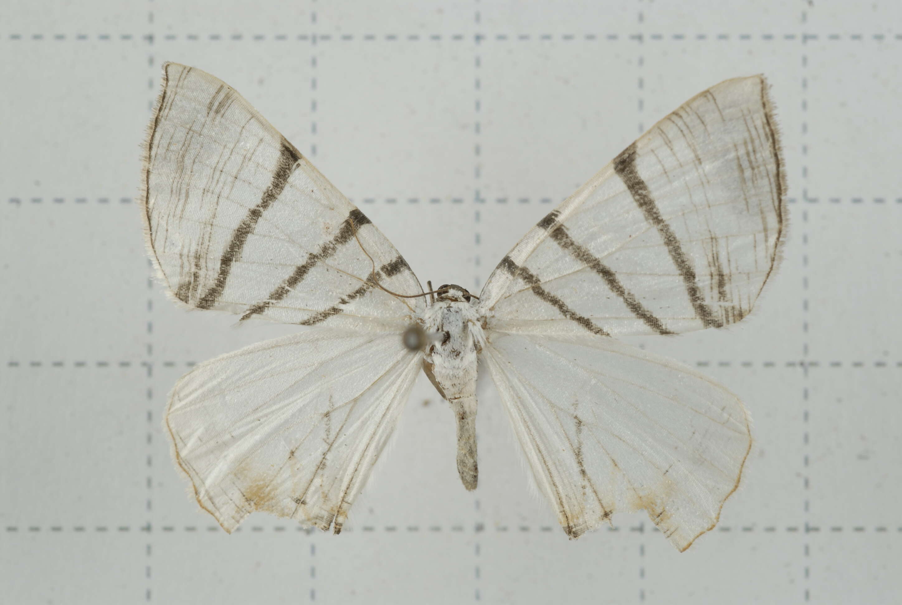 Image of Myrteta angelica Butler 1915