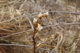 Image of Gastrodia lacista D. L. Jones