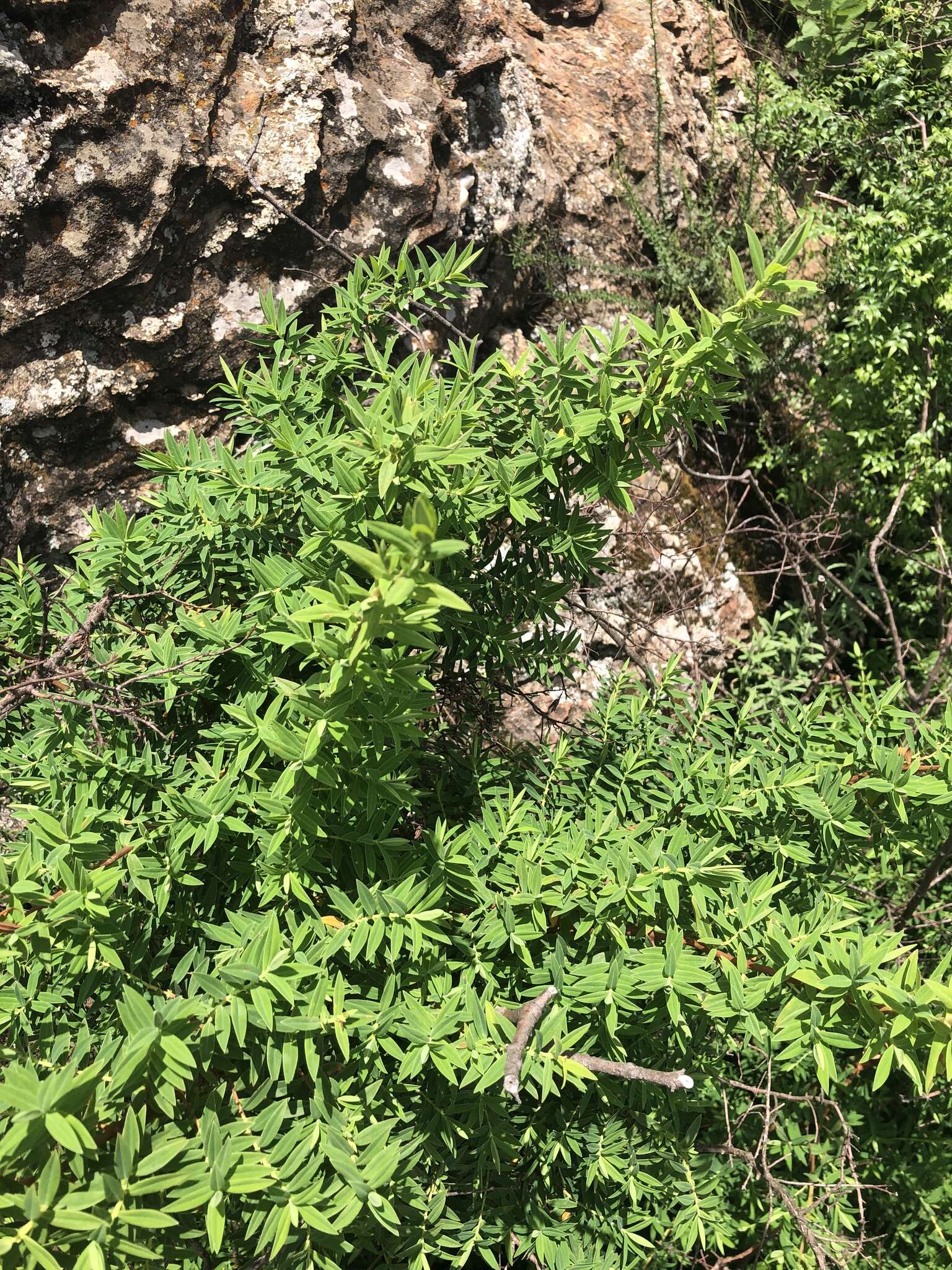 Image of Hypericum revolutum subsp. revolutum