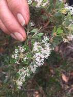 Image of Hakea ruscifolia Labill.