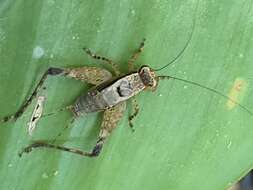 Ligypterus linharensis Robillard 2005 resmi