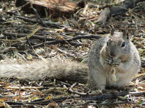 Image of rock squirrel