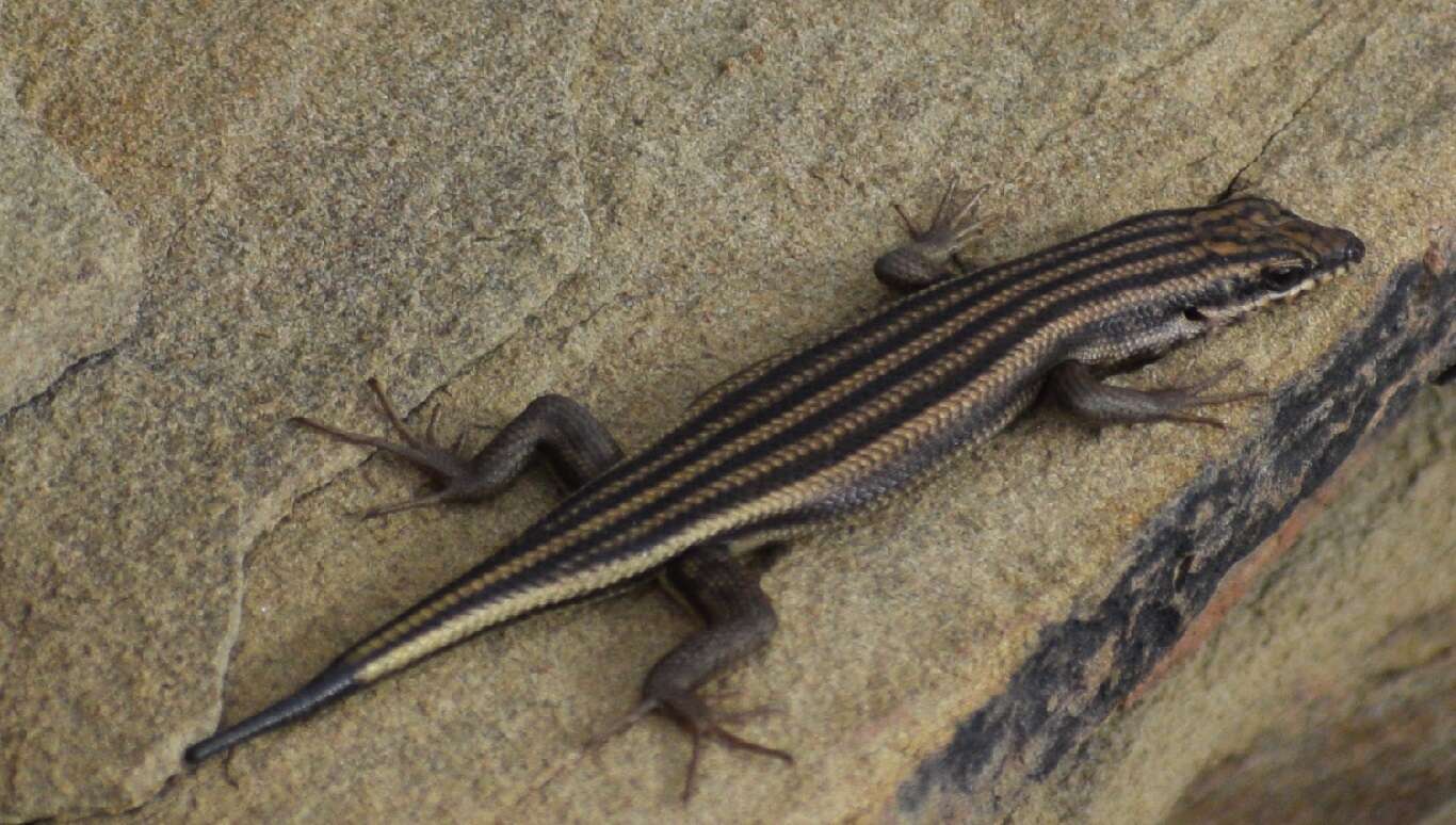 Image of Western Rock Skink