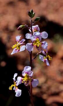 Image of Cyanella cygnea G. Scott