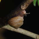 Image of Euplecta indica (L. Pfeiffer 1846)