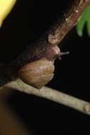 Image de Euplecta indica (L. Pfeiffer 1846)
