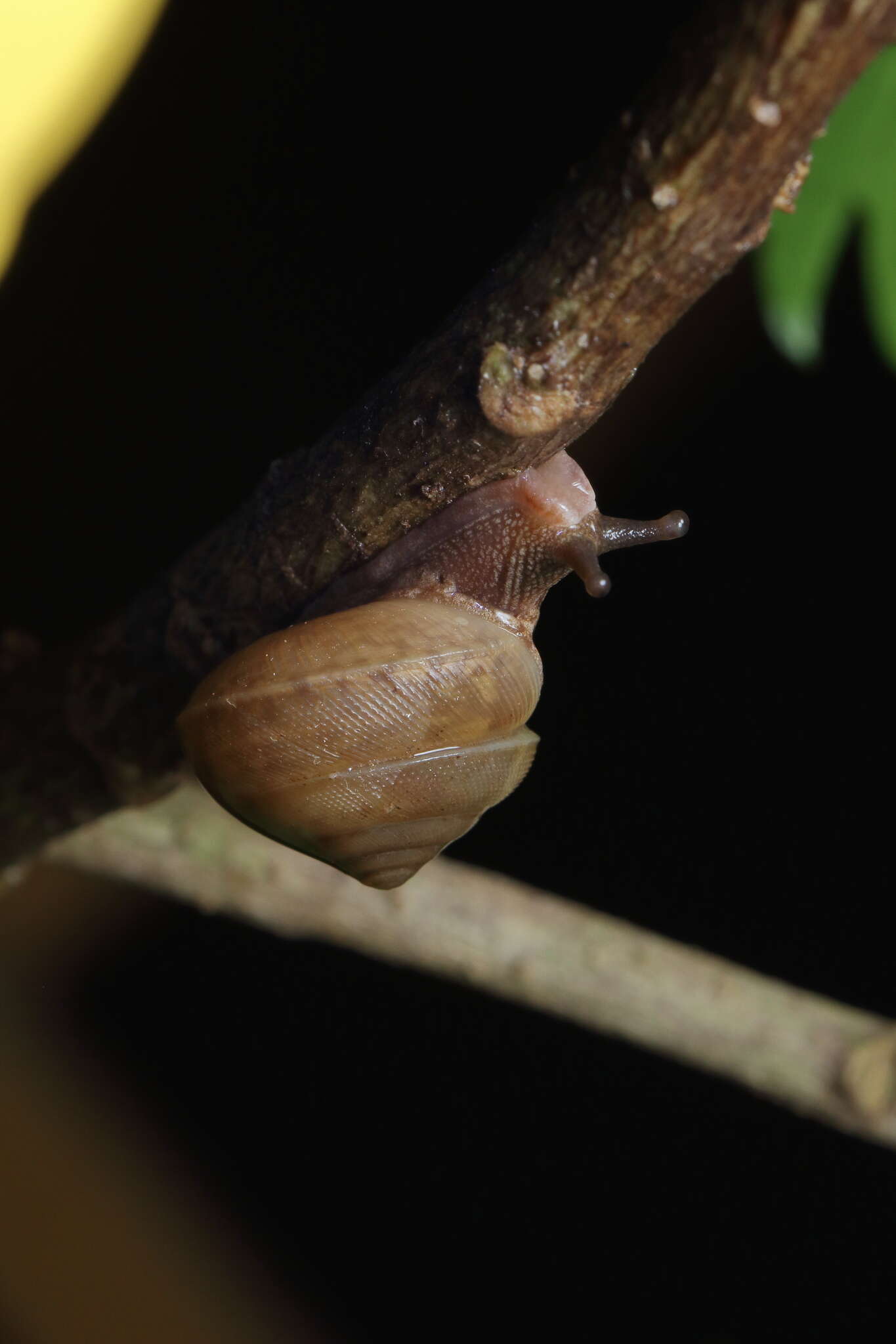 Image de Euplecta indica (L. Pfeiffer 1846)