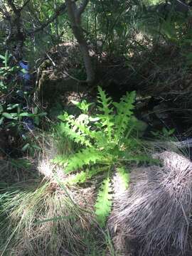 Image of Vasey's thistle