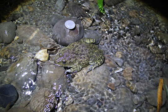 Image of Chinese Edible Frog