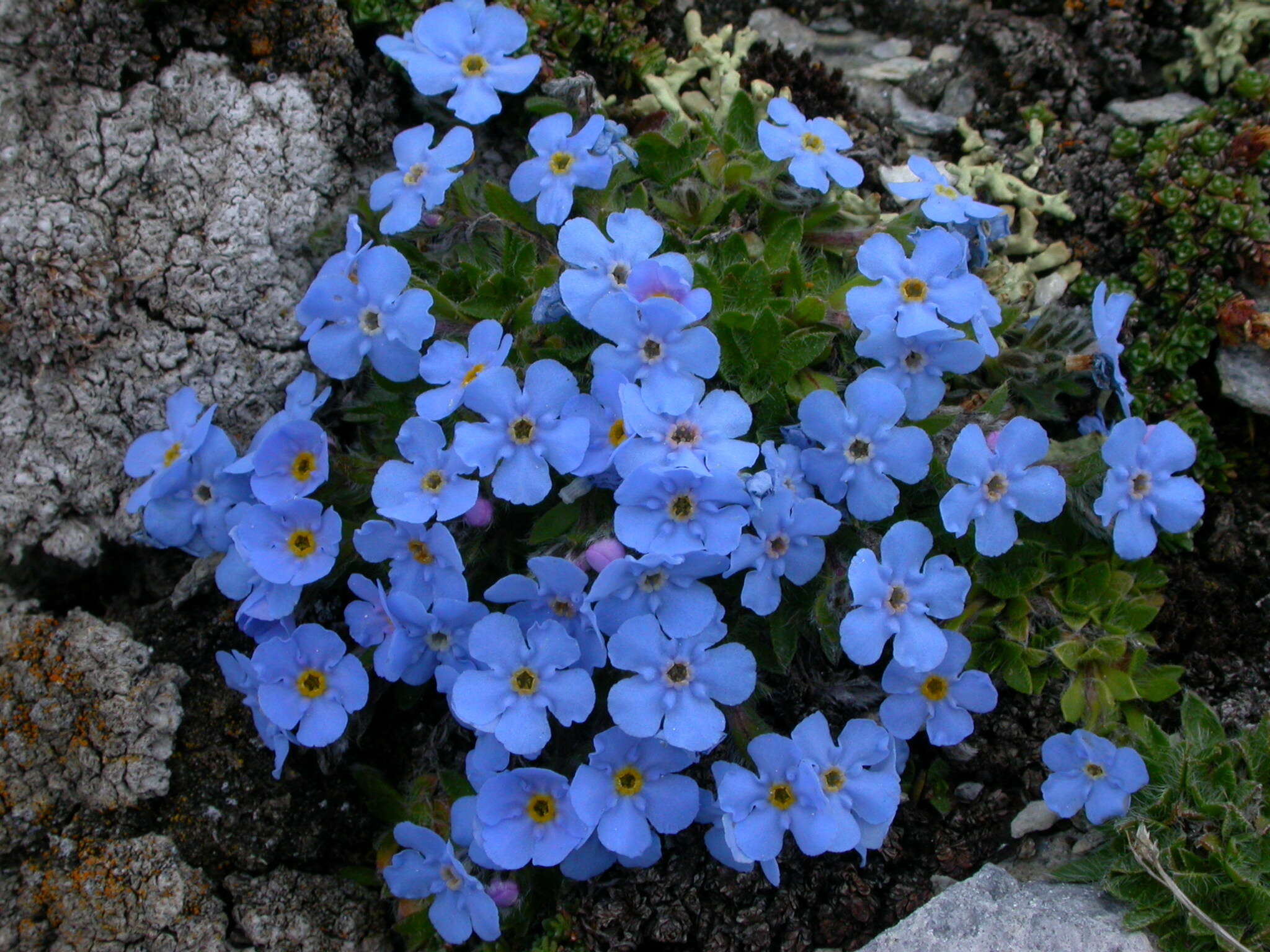 صورة Eritrichium nanum (L.) Gaudin