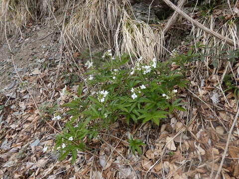 Image of Pinnate Coralroot