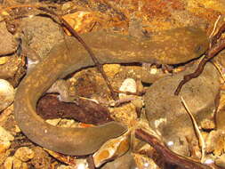 Image of Cope's Giant Salamander