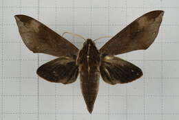 Image of Ampelophaga rubiginosa Bremer & Grey 1853