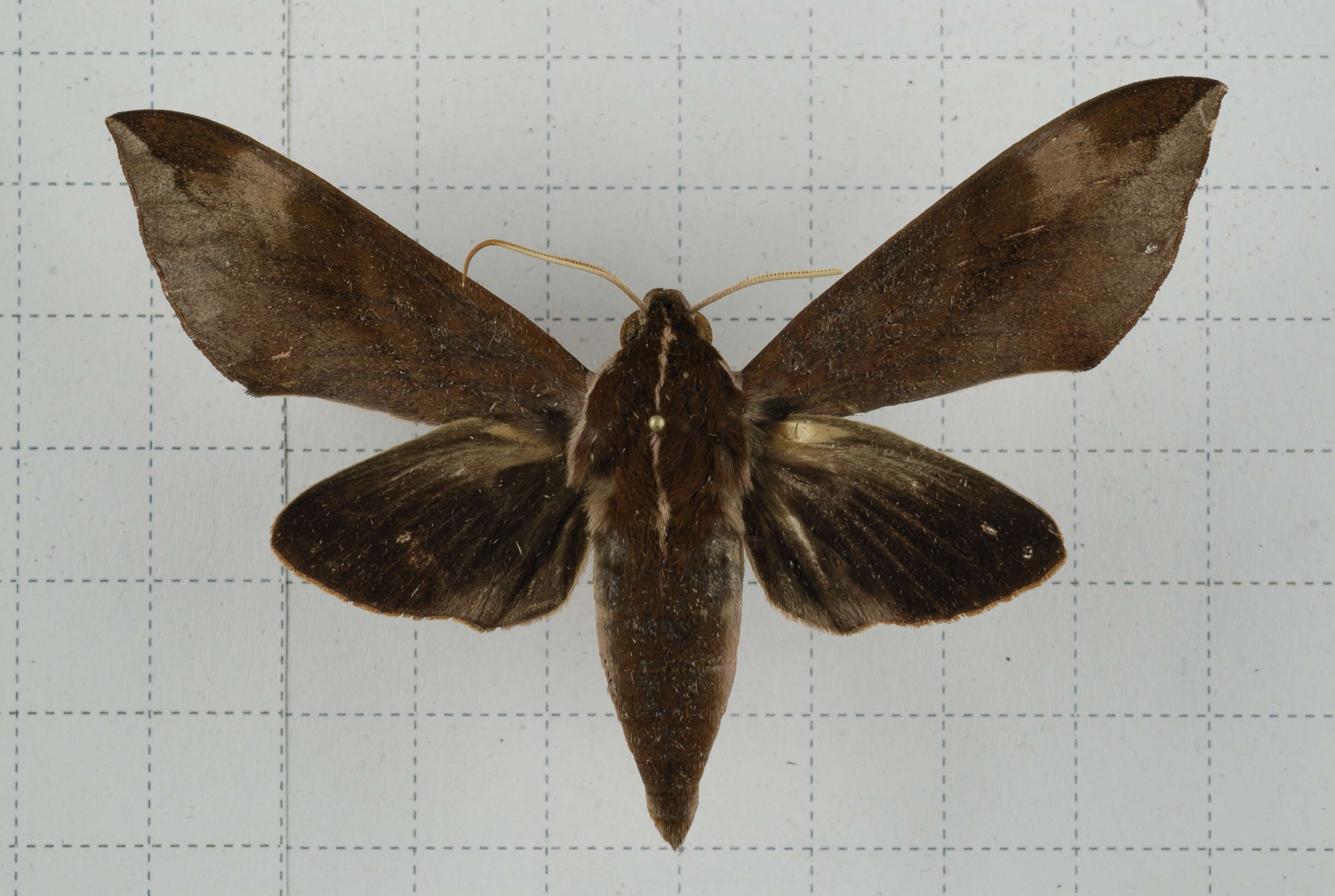 Image of Ampelophaga rubiginosa Bremer & Grey 1853