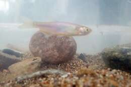 Image of Rosy Danio