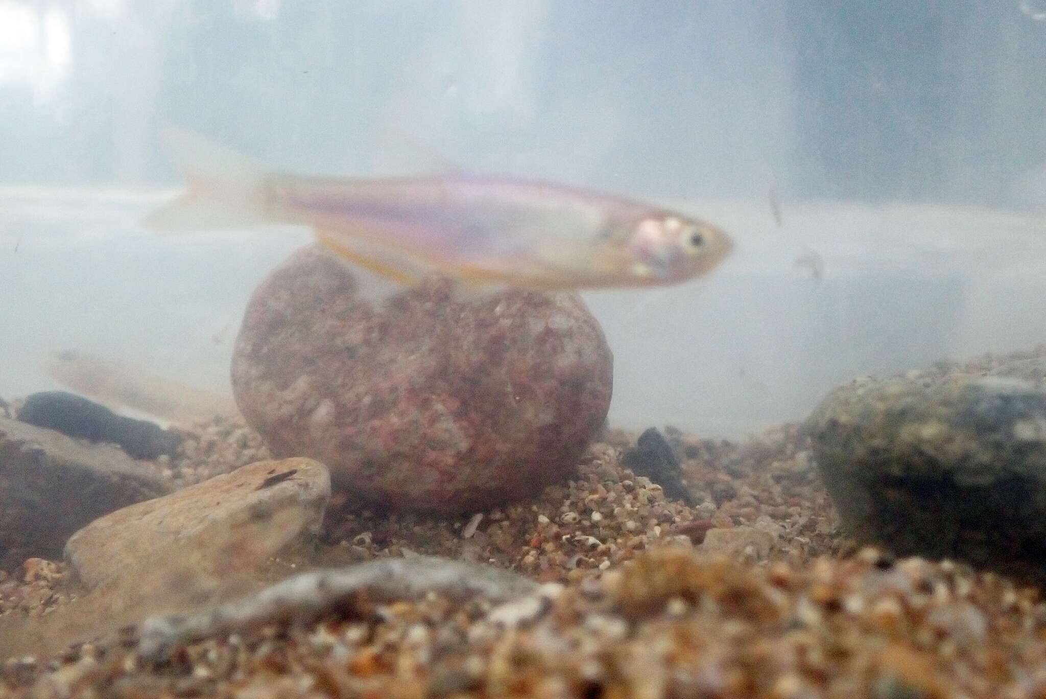 Imagem de Danio roseus Fang & Kottelat 2000