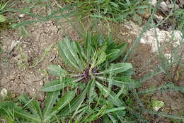 Brassica elongata subsp. integrifolia (Boiss.) Breistr. resmi
