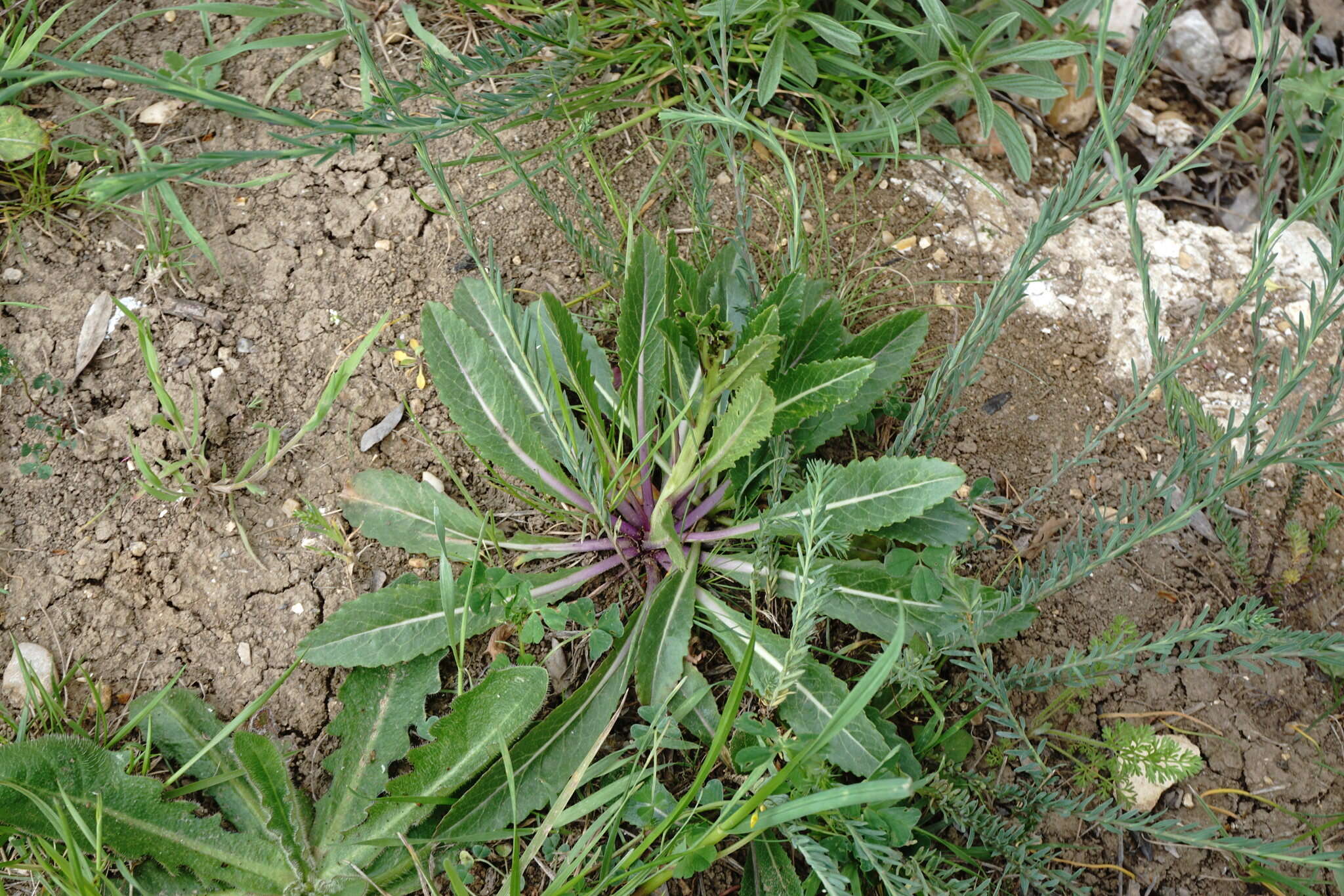 Imagem de Brassica elongata subsp. integrifolia (Boiss.) Breistr.