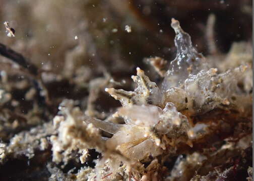 Image of Eubranchus ocellatus (Alder & Hancock 1864)