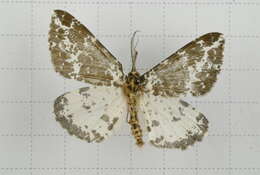 Image of Arichanna picaria Wileman 1910