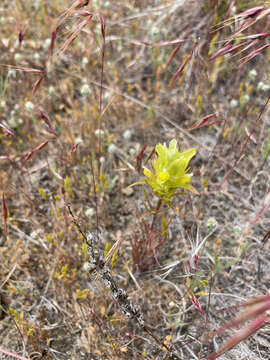 Imagem de Orthocarpus barbatus J. S. Cotton