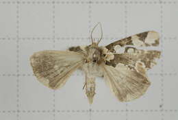 Image of Horithyatira decorata Moore 1881