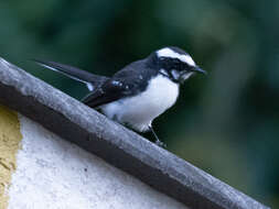 Image of White-browed Fantail