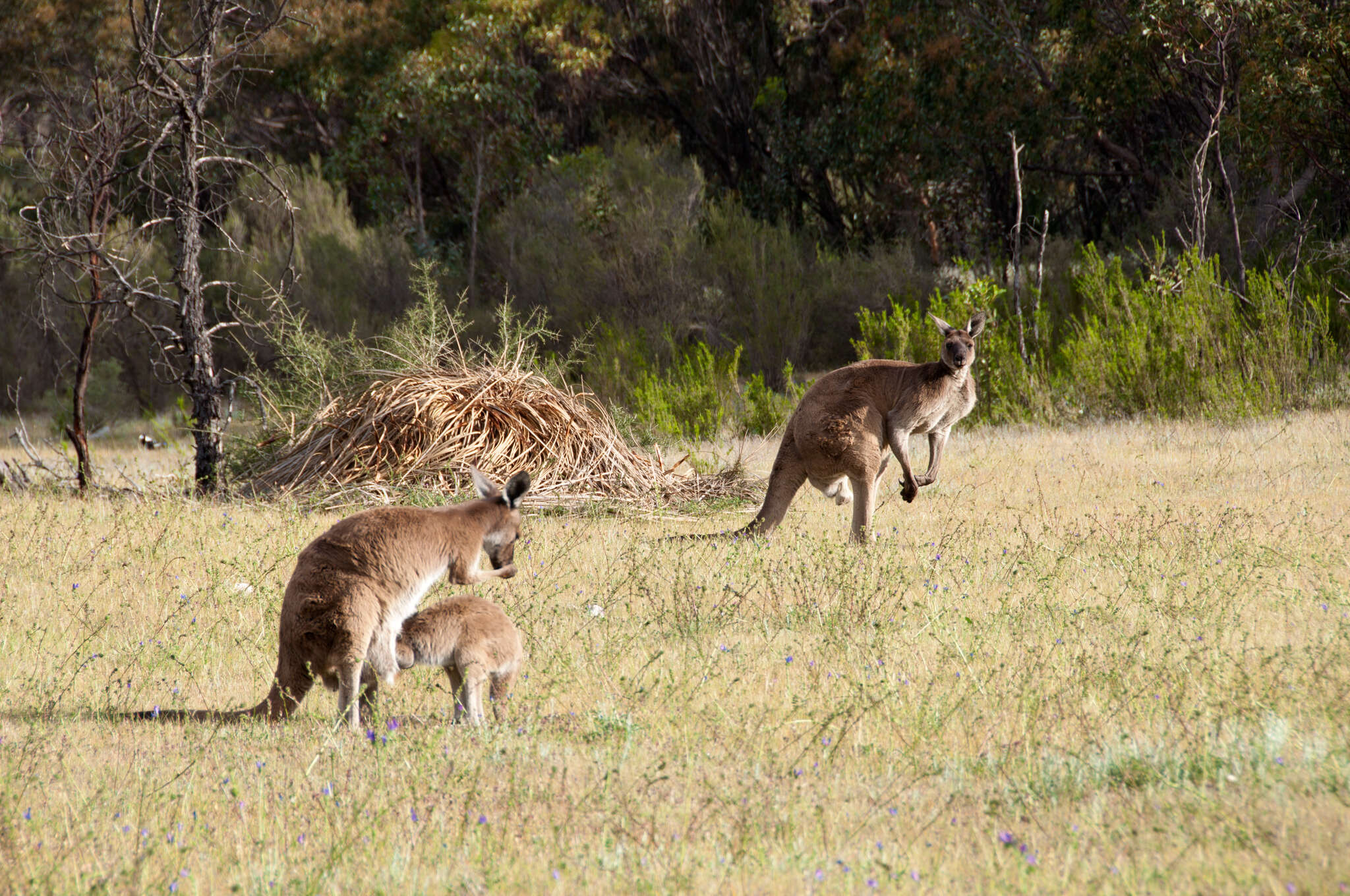 Macropus fuliginosus melanops Gould 1842 resmi