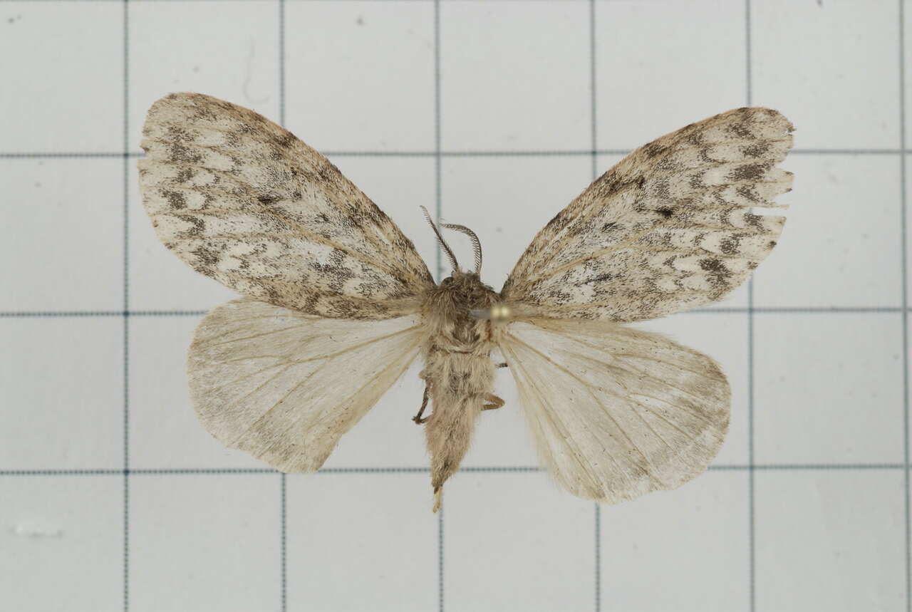 Image of Lymantria grisea Moore 1879