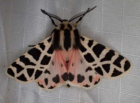 Image of Grammia geneura Strecker 1878