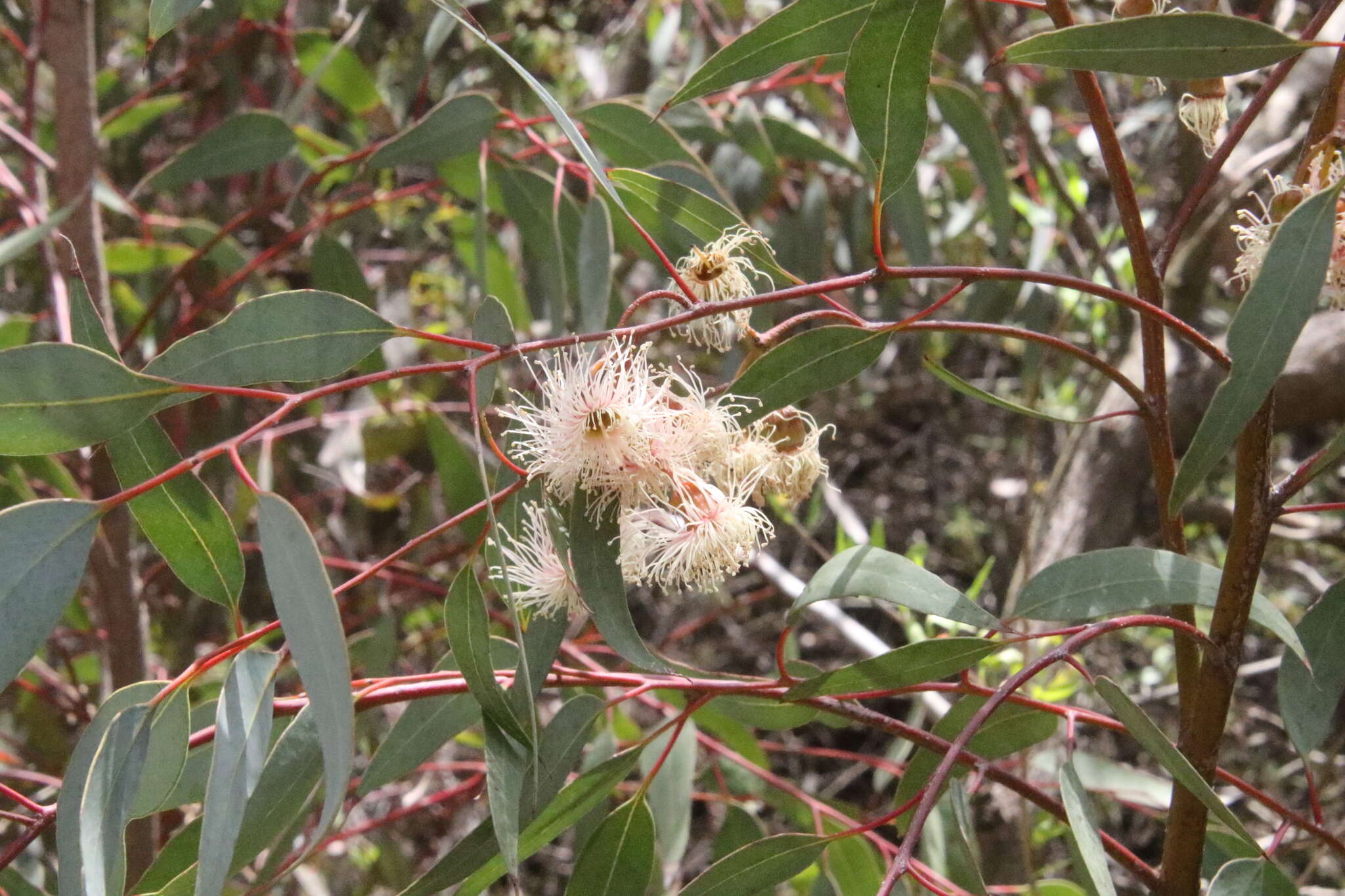 Слика од Eucalyptus torquata Luehm.