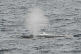 Image of Coalfish Whale