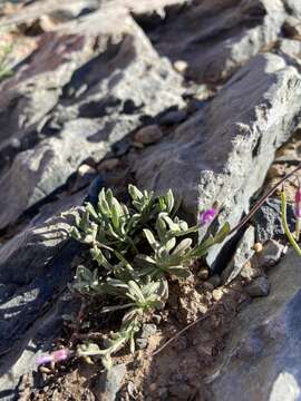 Image of Wasatch rockcress