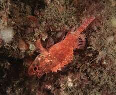 Image of Cheekspot scorpionfish