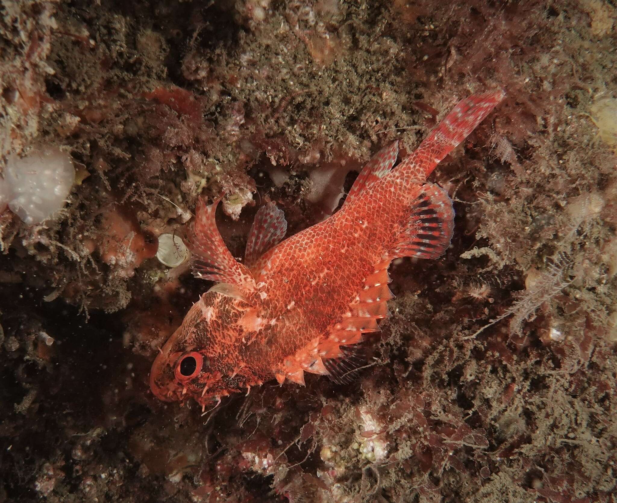 Image of Cheekspot scorpionfish