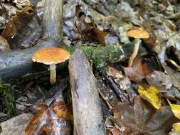 Image of Leratiomyces squamosus var. thraustus (Kalchbr.) Bridge & Spooner