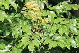 Image of island white beech