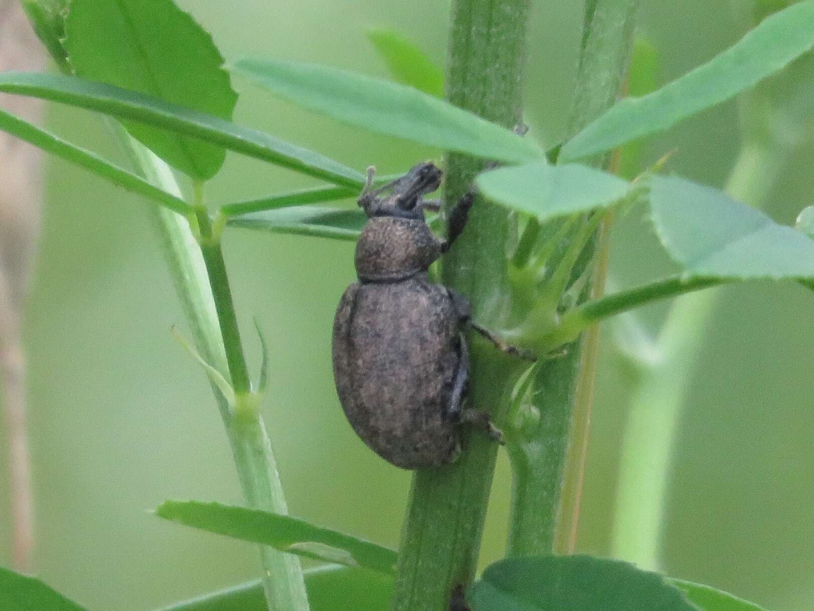 Image of lovage weevil