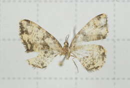 Image of Monocerotesa virgata Wileman 1912