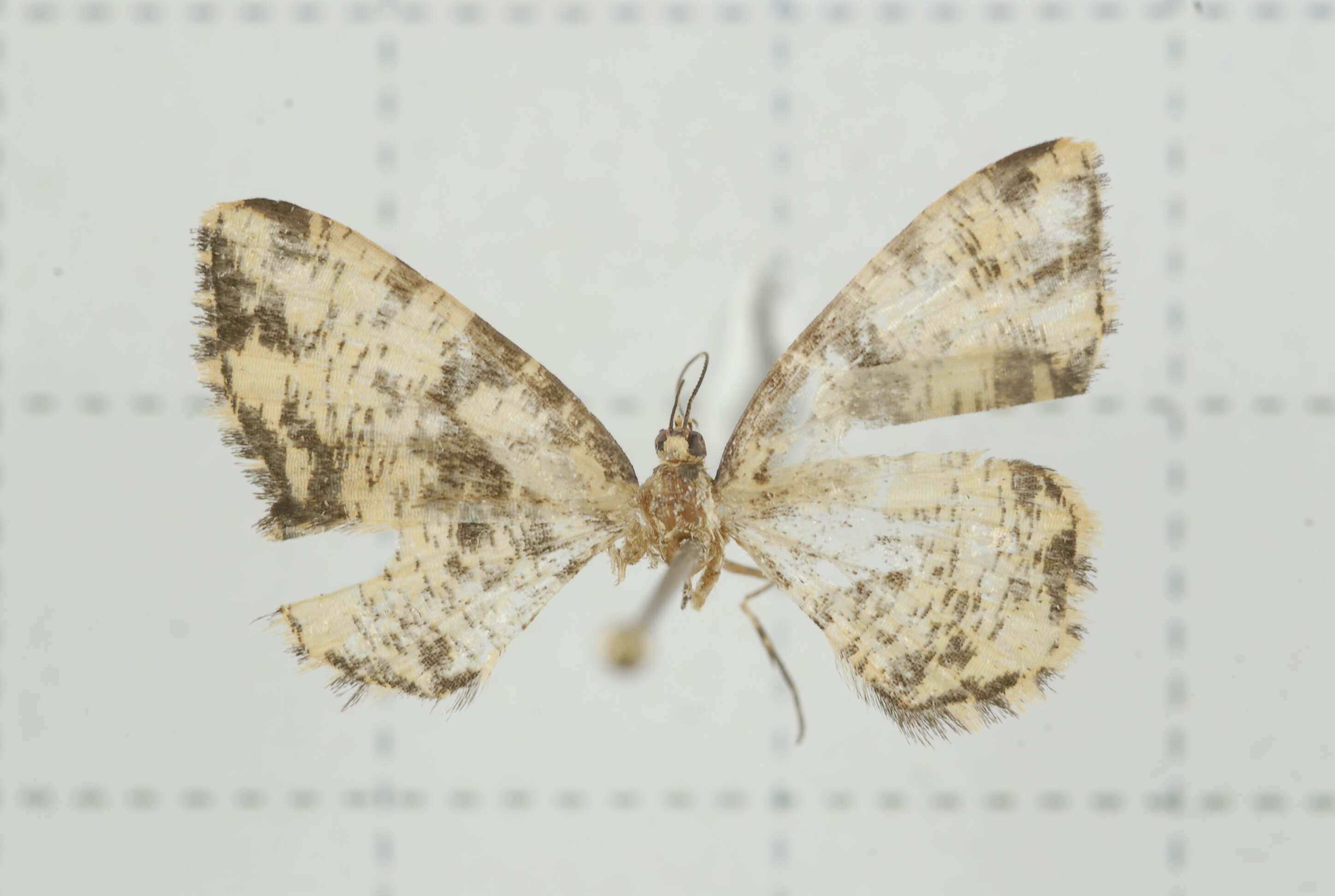 Image of Monocerotesa virgata Wileman 1912