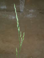 Image de Festuca subverticillata (Pers.) E. B. Alexeev