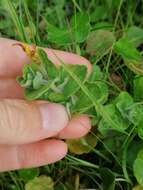 Plancia ëd Hypericum elodes L.