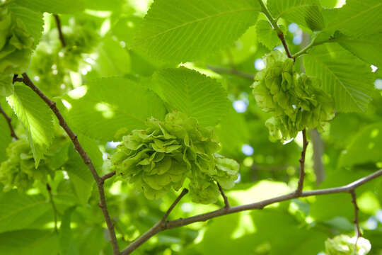 Image of Wych elm