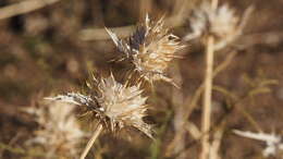 Imagem de Salvia carduacea Benth.