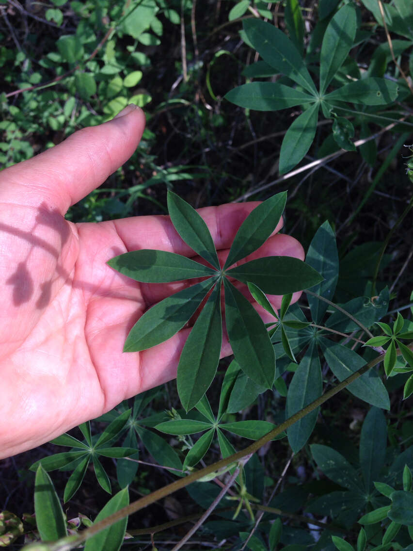 Image of broadleaf lupine