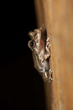 Image of Rio Verde Snouted Treefrog