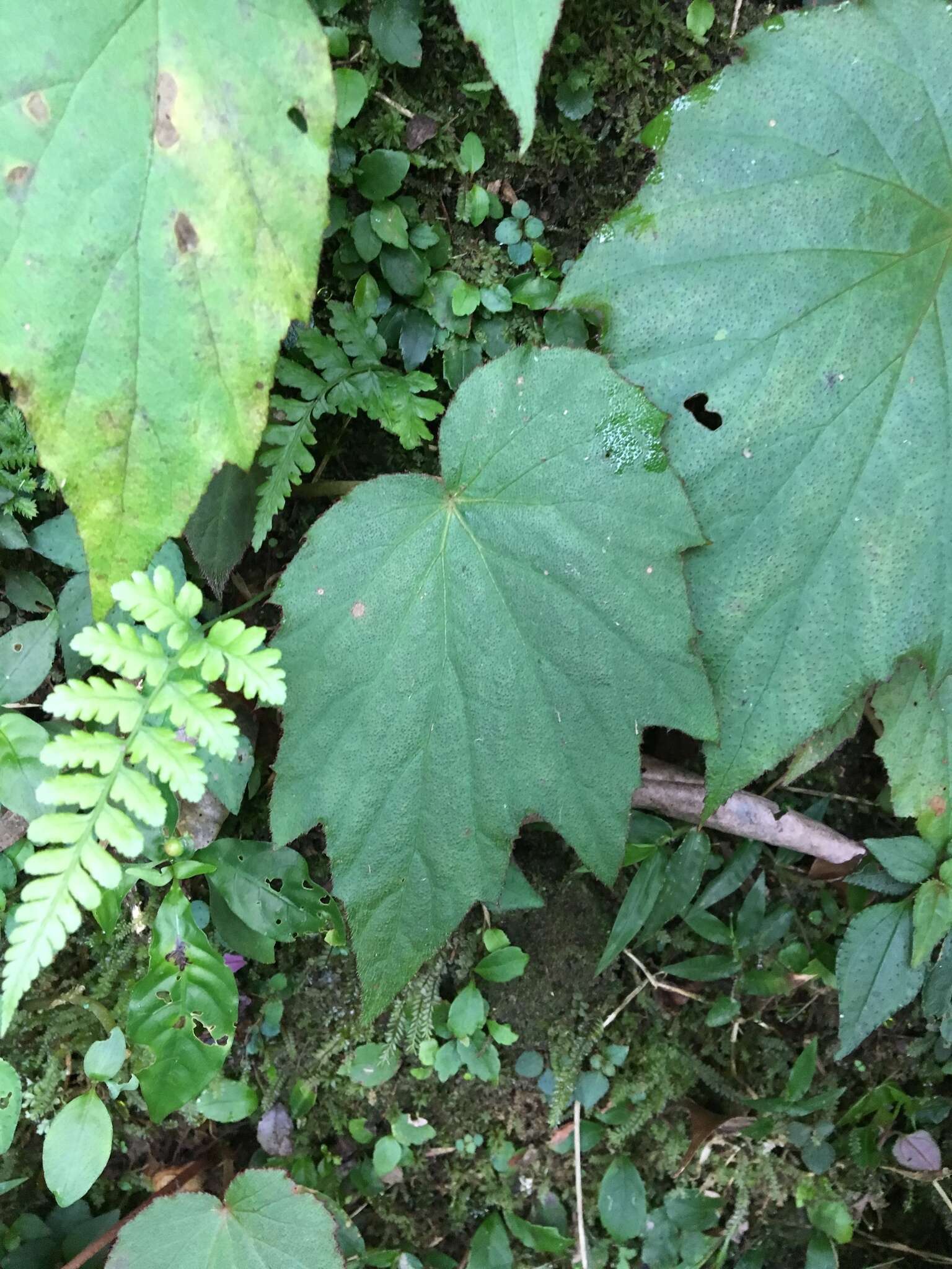 Image of Begonia palmata D. Don